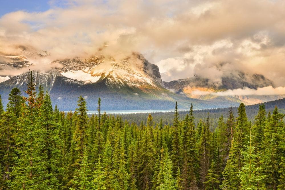 Rocky Mountain peaks above a pine forest in Alberta